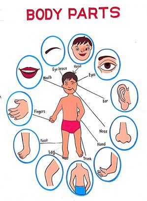 Body Parts Names in English and Hindi