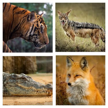 Carnivorous Animals Name