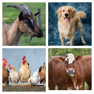 Domestic Pets Animals Name in Hindi and English