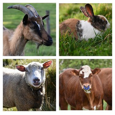 Herbivorous Animals Name in Hindi and English