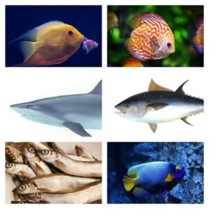 Types of Fish Name in Hindi and English मछलियों के प्रकार के नाम हिंदी ...
