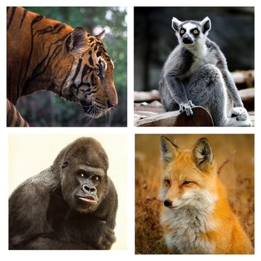 Wild Animals Name in Hindi and English