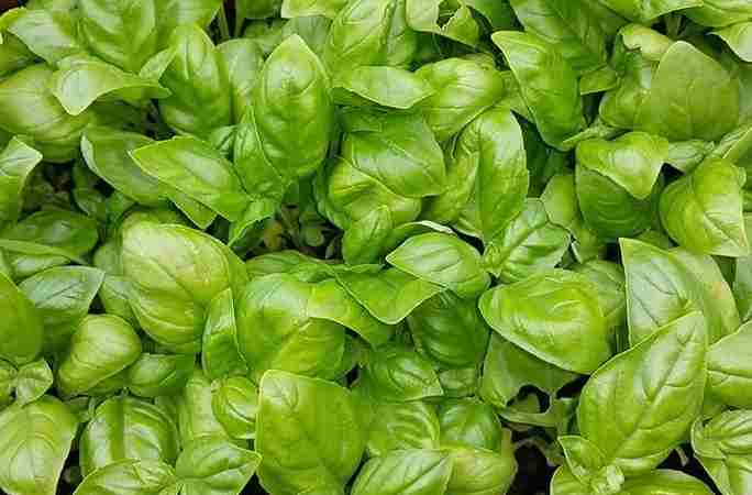 Basil Leaves ( तुलसी की पत्तियां )