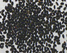 Basil Seeds ( तुलसी के बीज )