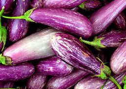 बैगन BRINJAL