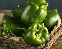 शिमला मिर्च CAPSICUM