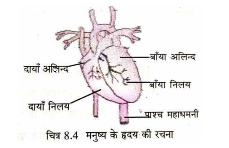 मनुष्य के हृदय का नामांकित चित्र