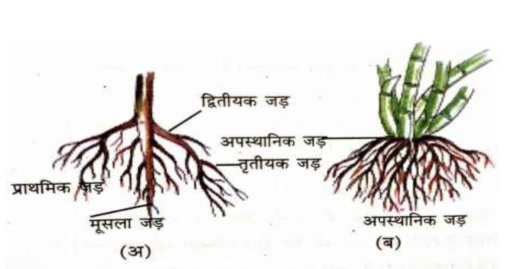 मूसला जड़ तंत्र