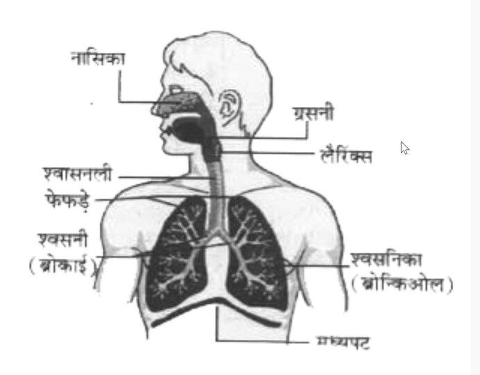  श्वसन तंत्र का चित्र