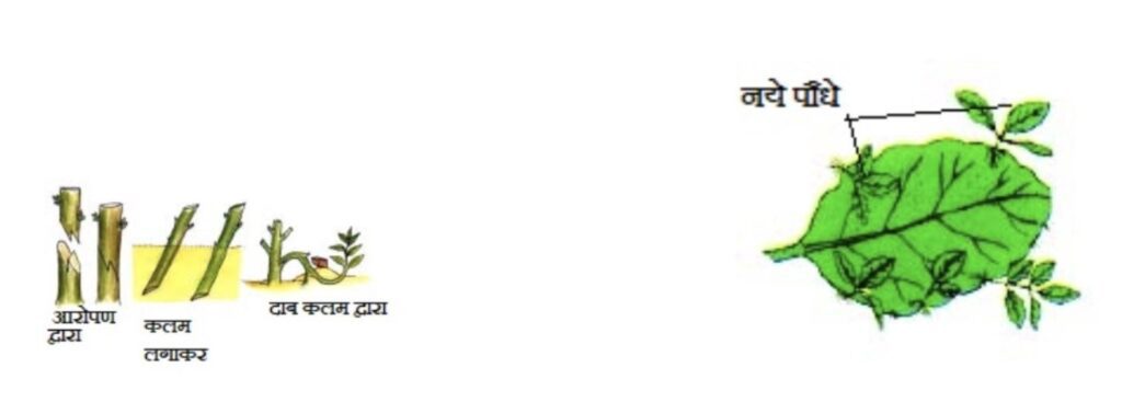 कृत्रिम विधियों द्वारा वर्धी प्रजनन औरअजूबा की पत्ती में वर्धी प्रजनन