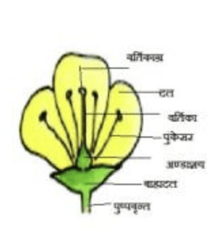 पुष्प के जनन अंग