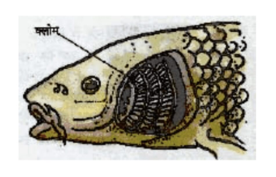 मछली का श्वसन तंत्र