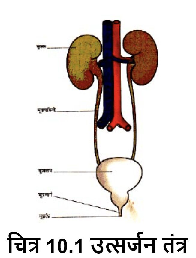 मानव उत्सर्जन तंत्र