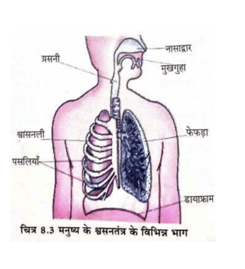 मानव का श्वसन तंत्र