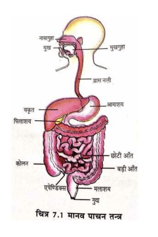 मानव की आहारनाल का नामांकित चित्र