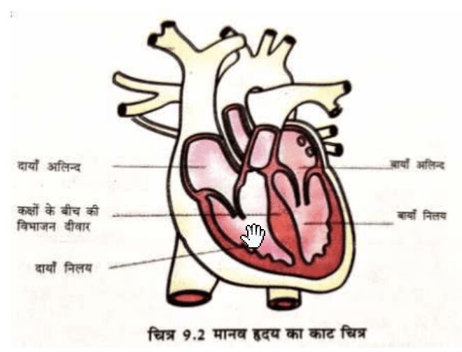 मानव हृदय के काट का नामांकित चित्र