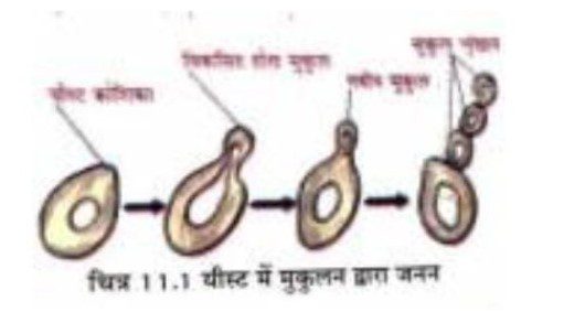 यीस्ट में मुकुलन द्वारा जनन