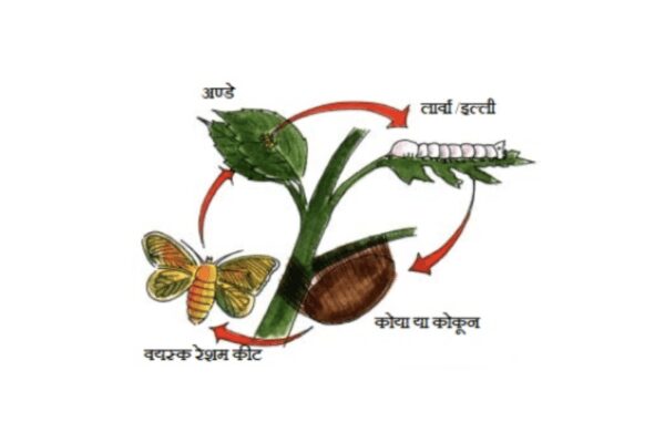 रेशम कीट का जीवन-चक्र