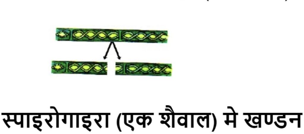 स्पाइरोगाइरा (एक शैवाल) में खण्डन